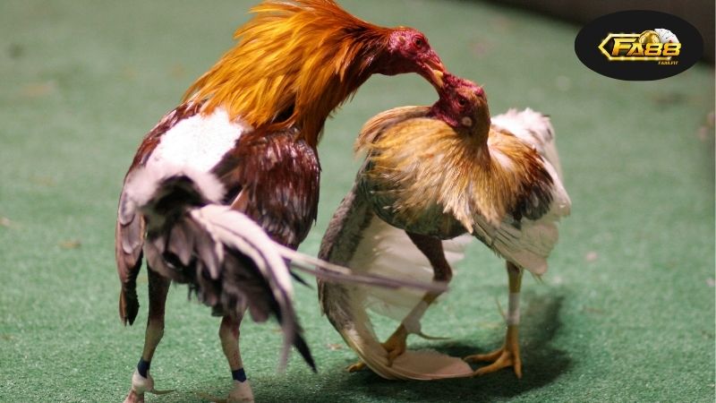 Những Xu Hướng Mới Đang Nổi Bật Trong Thế Giới Đá Gà Hiện Nay