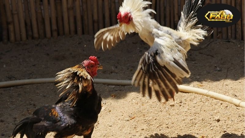 Lịch sử và phát triển của đá gà