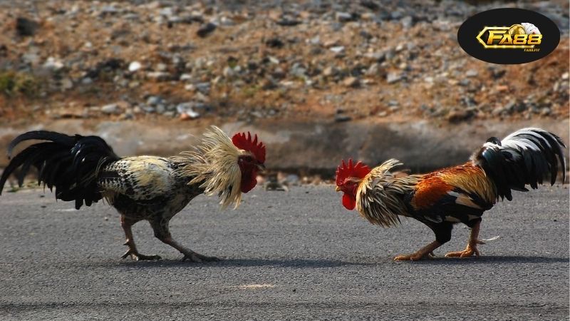 Lý Do Tại Sao Nên Chọn Dịch Vụ Nạp Rút Nhanh