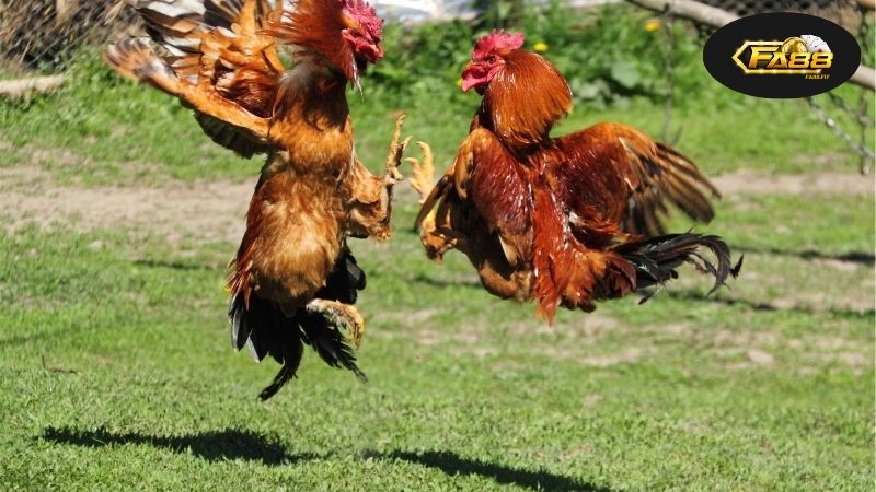 Giới thiệu về trò chơi đá gà online hấp dẫn